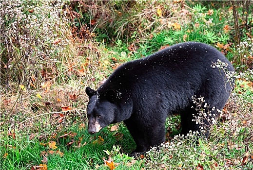 美洲黑熊,走,灌木,草,秋天