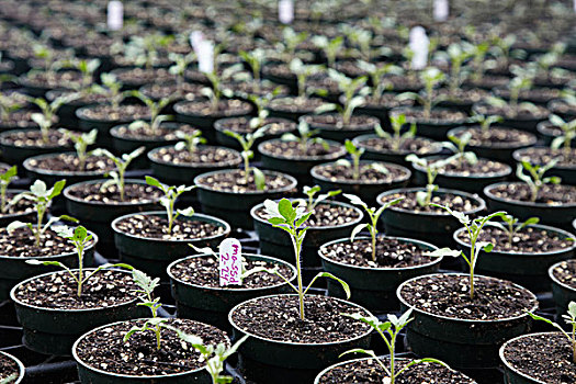 幼苗,农作物,罐,一起,植物培育,标签
