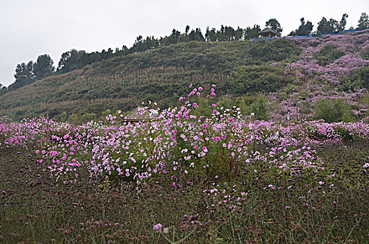 草海,花海,游客