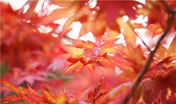 红色,鸡爪枫,叶子