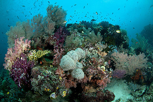 软珊瑚,鱼,礁石,四王群岛,岛屿,四个,国王,西巴布亚,新几内亚,印度尼西亚,东南亚,亚洲