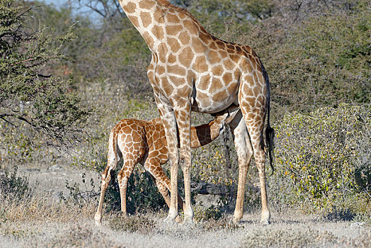 安哥拉,长颈鹿,吸吮,幼仔,埃托沙国家公园,纳米比亚,非洲