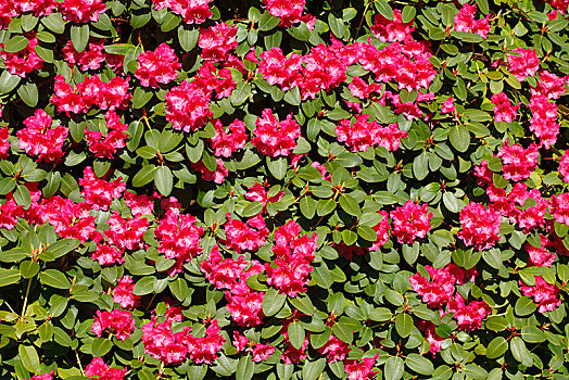 红色,杜鹃花属植物,德国,欧洲