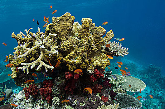 珊瑚礁,不同,彩虹,礁石,斐济