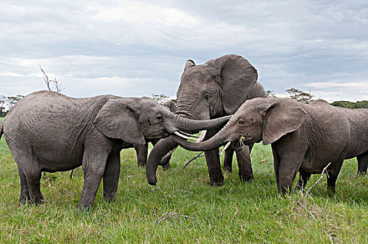 非洲象,幼兽,玩,肯尼亚