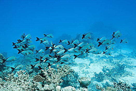 鱼群,驼背,红鲷鱼,笛鲷,印度洋,马尔代夫,亚洲
