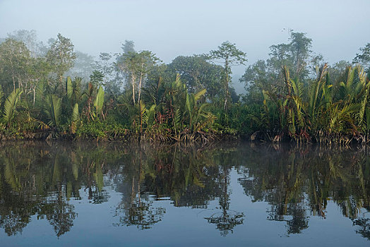 雾,倒影,河,檀中埠廷国立公园,中心,加里曼丹,婆罗洲,印度尼西亚,亚洲