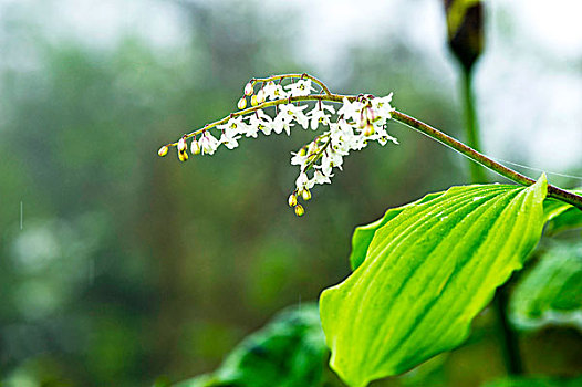 绿叶与小花