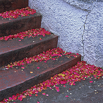 花瓣,楼梯,维多利亚,不列颠哥伦比亚省,加拿大