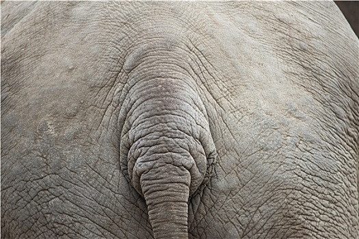 大象,背景,图案,尾部