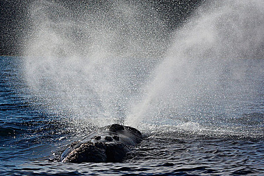 南露脊鲸,平面,喷涌,瓦尔德斯半岛,阿根廷