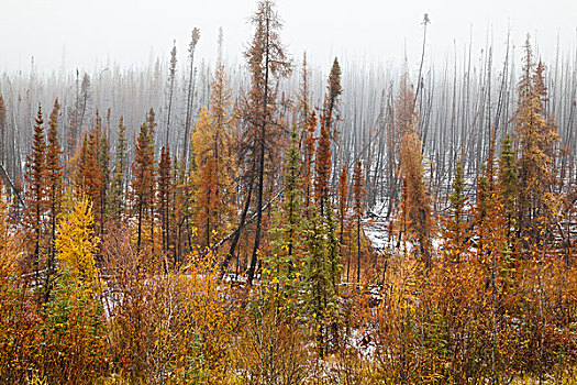 针叶林,大,森林火灾,初雪,地上,不列颠哥伦比亚省,加拿大