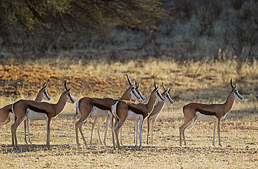 跳羚,牧群,狮子,看,卡拉哈里沙漠,卡拉哈迪大羚羊国家公园,南非,非洲