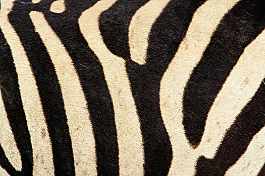 斑马,图案,条纹,恩戈罗恩戈罗火山口,坦桑尼亚