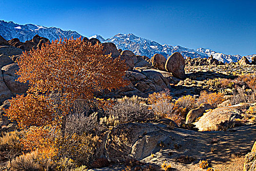 秋天,树,岩石构造,阿拉巴马山丘,加利福尼亚,美国