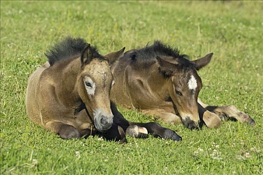 两个,康纳玛拉,小马,躺着,草地,早晨
