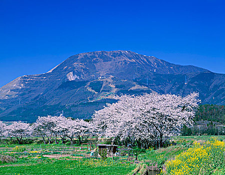 山,樱桃树