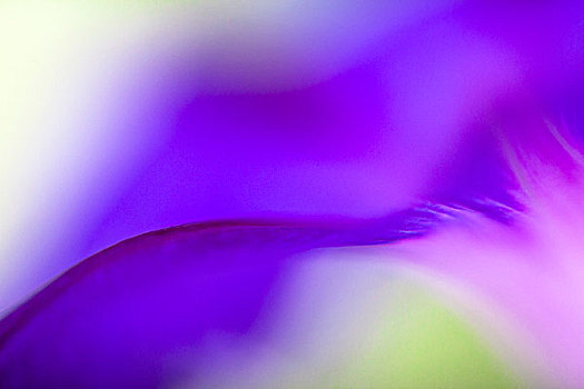 安逸,微距,活力,紫色,三色堇,花瓣
