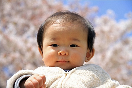 男婴,樱花