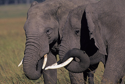 肯尼亚,马赛马拉,草地,大象,雄性动物,雄性