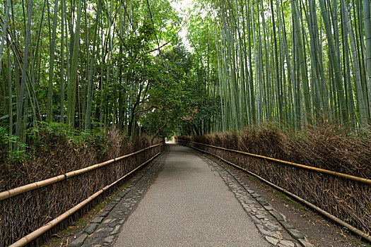 竹林,京都