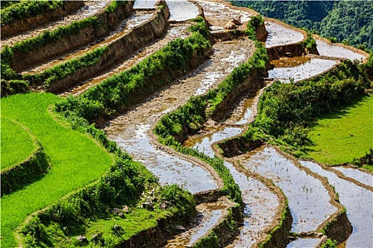 稻田,梯田,靠近,美尼