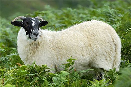 苏格兰,绵羊,英国,欧洲