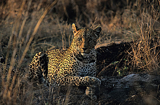 豹,萨比萨比,南非,非洲