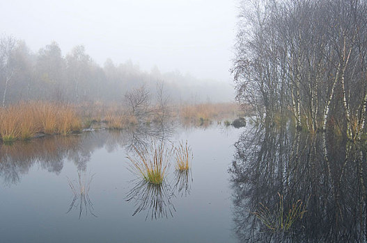 湿地,下萨克森,德国,欧洲