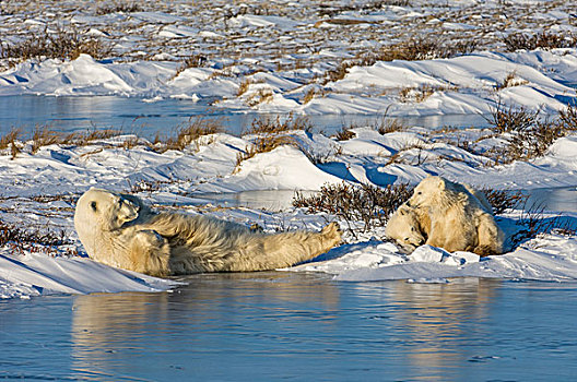 北极熊,群,成年,躺着,雪,旁侧,水