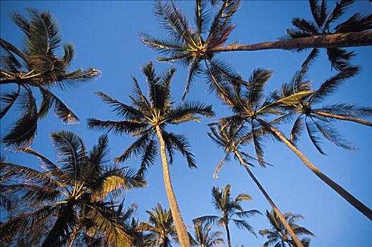 许多,棕榈树,清晰,蓝天,暖光,仰视