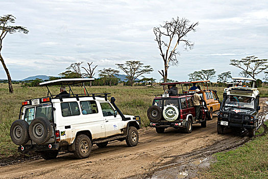 塞车,游人,看,豹,塞伦盖蒂国家公园,世界遗产,坦桑尼亚,非洲