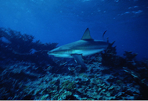 水下视角,雄性动物,鲨鱼,大开曼岛,英属西印度群岛