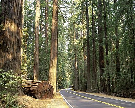 巨树之道,洪堡红杉州立公园,加利福尼亚