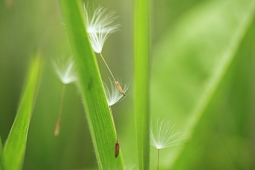 蒲公英,蓬松,草