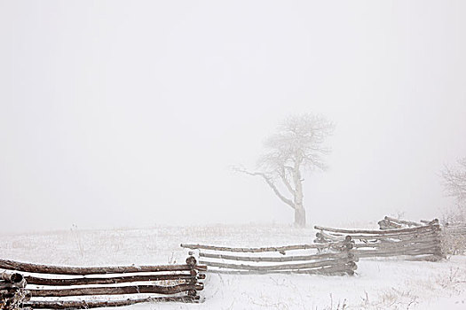寒冷,白天,晴空,雪,地上,雾气,模糊,树