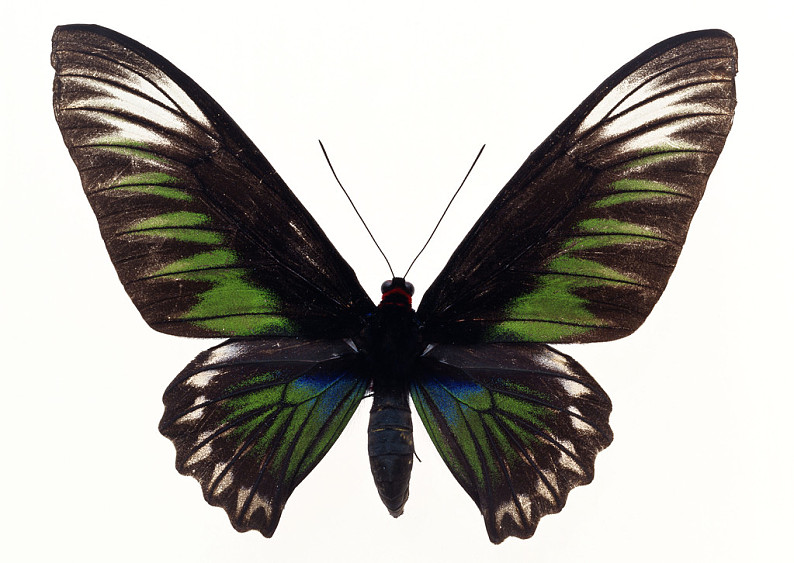 蝴蝶图片_蝴蝶高清图片_全景视觉