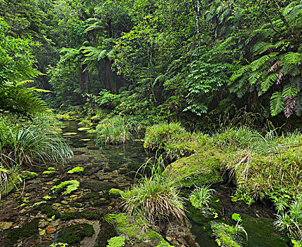 雨林,峡谷,丰盛湾,北岛,新西兰