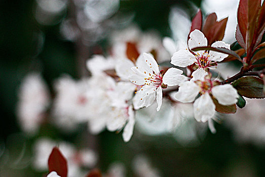 樱花,早樱