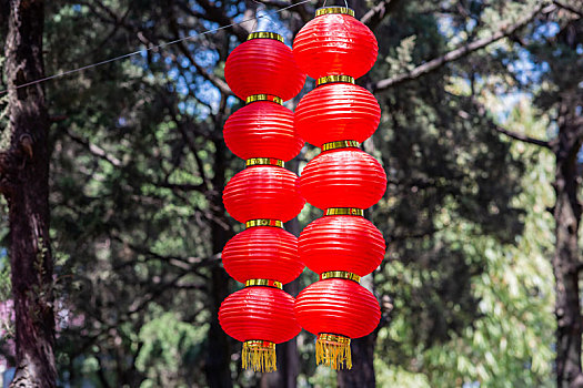 圆通山樱花节的红灯笼