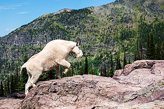石山羊,攀登,石头,冰川国家公园,蒙大拿