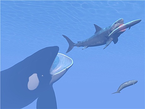 逆戟鲸,攻击,小,鲨鱼,吃,蓝色,一个