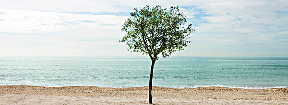 树,沙子,海滩