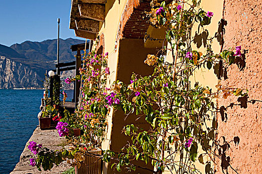 花,植物,墙壁,建筑,加尔达湖,马尔切斯内,维罗纳,意大利