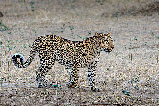 豹,觅食,南卢安瓜国家公园,赞比亚,非洲
