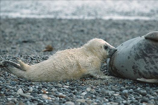 灰海豹,吸吮,幼兽,赫尔戈兰岛,石荷州,德国