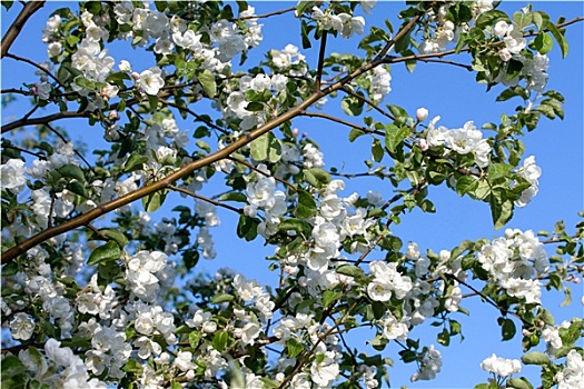 花,盛开,苹果树
