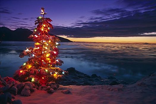 圣诞树,照亮,特纳甘湾,阿拉斯加