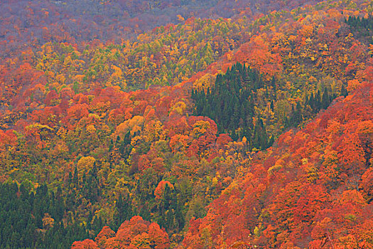 山,秋天