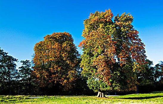 树,峰区国家公园,德贝郡,英格兰